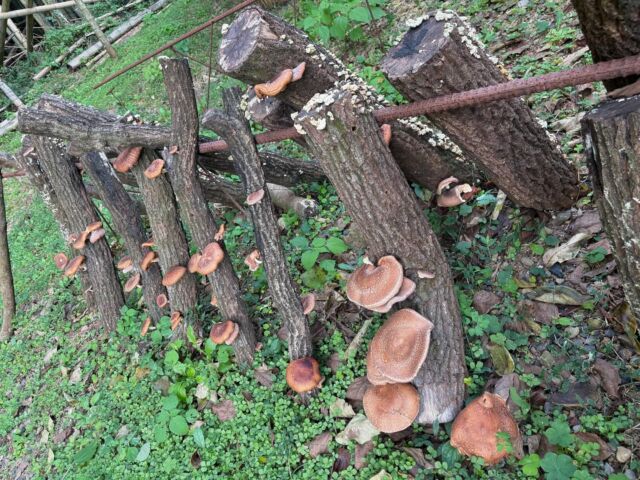 パトロール中に見つけた
原木しいたけ。

いつの間に生えたんだろう…。

昨年春に植菌作業をしてから時が流れ、
見知らぬきのこが生えてきて
もうダメかな〜と思っていたので、
嬉しい発見でした。

今回は収穫のタイミングを逃してしまったため、
太陽の光をお借りして乾燥しいたけに。

愛南町でのひろう、もらう、つくる暮らし。

そんなクリエイティブな暮らしに触れる旅を
みなさまにぜひ体験していただきたいなと思います。

#カイタク舎
#kaitakusha
#ゲストハウスカイタク舎
#農林漁家民宿
#体験型ゲストハウス
#地域づくり型ゲストハウス
#移住 / #ライフスタイルコーディネーター
#里山のマルチワーカーをめざしたい
#里山暮らし
#緑の暮らし
ひろう、もらう、#つくる暮らし
#しいたけ
#原木しいたけ
#収穫体験
#山の幸
#里山のヤッカイモノを地域の宝に変えたい
#愛南ジビエ
#地域づくり
#地域創生
#田園回帰
#関係人口
#観光地ではなく関係地に
#愛南町
#愛媛県
#四国
#ainan
#ehime
#shikoku
#japan