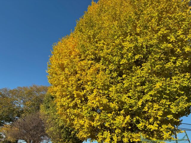 緑小学校のイチョウの葉が色づきはじめました。

朝のひかりに照らされた
黄色い葉が輝いて、とても美しいです。

ーーーーー

先日、町内中学校の校長先生から
子どもたちが「カイタク舎に行ってみたい」
「お話を聴きたい」と話しているので
いかがでしょうか？と連絡がありました。

もちろん、返事はOK。
どんな出会いが待っているのか
いまから楽しみです。

人と地域の可能性を拓く。

カイタク舎は、
そんな「学び舎」のような
交流・滞在拠点でありたいです。

#カイタク舎
#kaitakusha
#ゲストハウスカイタク舎
#農林漁家民宿
#体験型ゲストハウス
#地域づくり型ゲストハウス
#移住 / #ライフスタイルコーディネーター
#里山のマルチワーカーをめざしたい
#里山のヤッカイモノを地域の宝に変えたい
#愛南ジビエ
#里山暮らし
#緑の暮らし
ひろう、もらう、#つくる暮らし
#イチョウ
#紅葉
#アースカラー
#スタディツアー
#地域づくり
#地域創生
#田園回帰
#関係人口
#観光地ではなく関係地に
#愛南町
#愛媛県
#四国
#ainan
#ehime
#shikoku
#japan